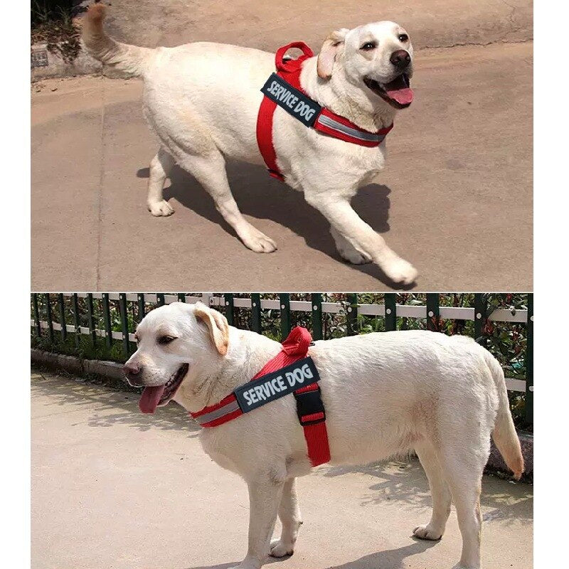 HHSP Adjustable Harness Vest — Everyday Dog Harness