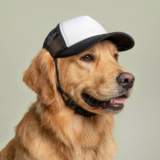 Dog Paw Trucker Hat — "Hard Hands Soft Paws" Foam Front Cap